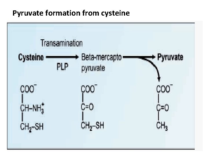 Pyruvate formation from cysteine 