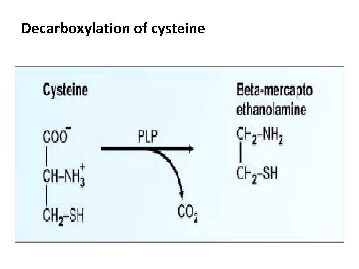 Decarboxylation of cysteine 