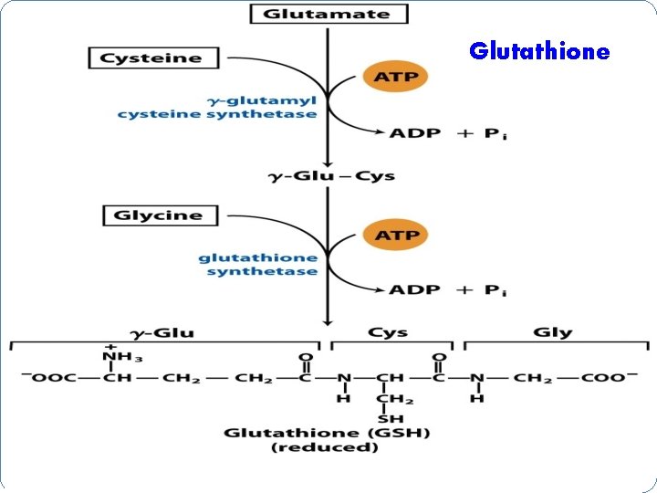 Glutathione 