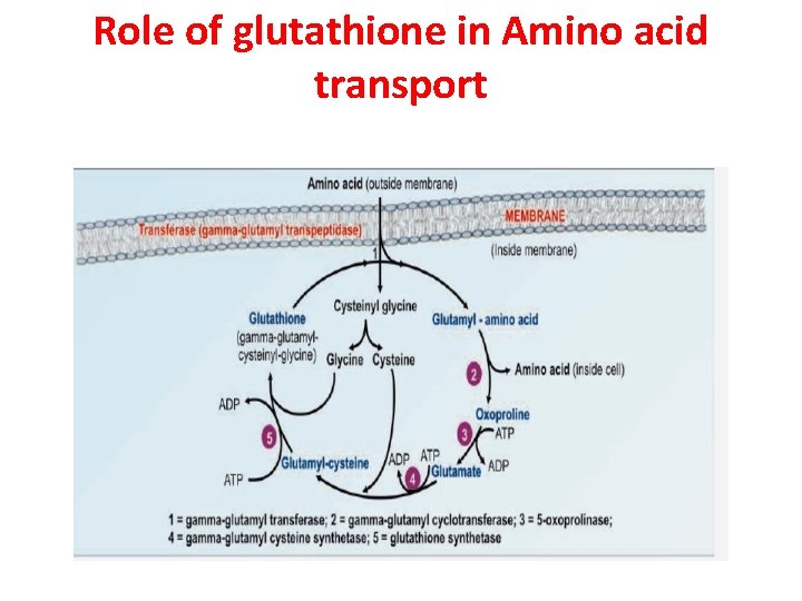 Role of glutathione in Amino acid transport 