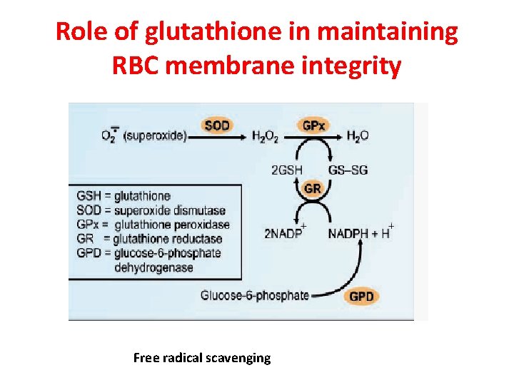 Role of glutathione in maintaining RBC membrane integrity Free radical scavenging 