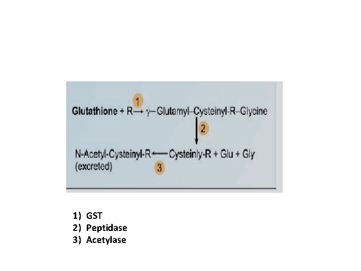 1) GST 2) Peptidase 3) Acetylase 