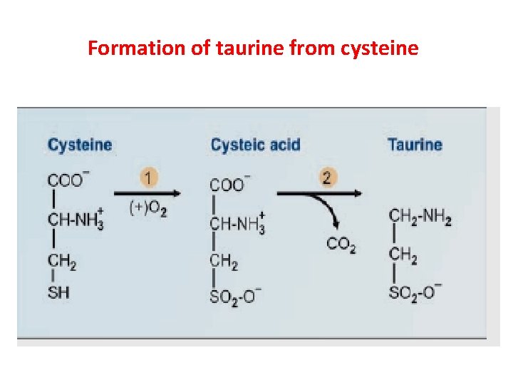 Formation of taurine from cysteine 