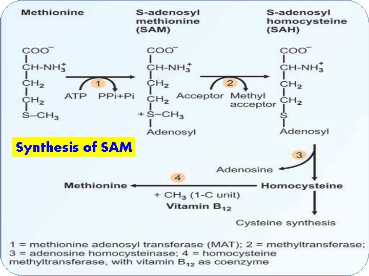 Synthesis of SAM 