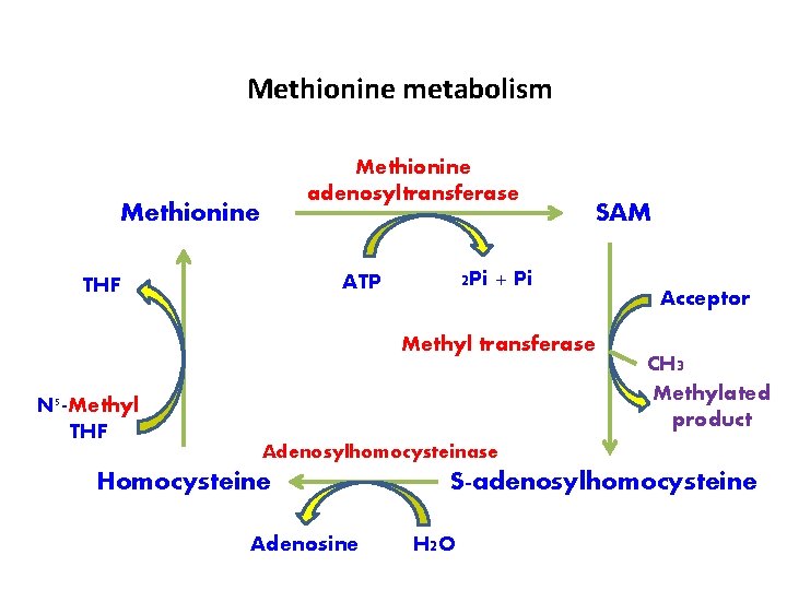 Methionine metabolism Methionine adenosyltransferase Methionine 2 Pi + Pi ATP THF SAM Methyl transferase