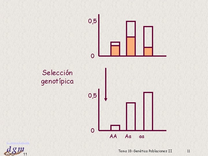 0, 5 0 Selección genotípica 0, 5 0 AA Aa aa Dr. Antonio Barbadilla