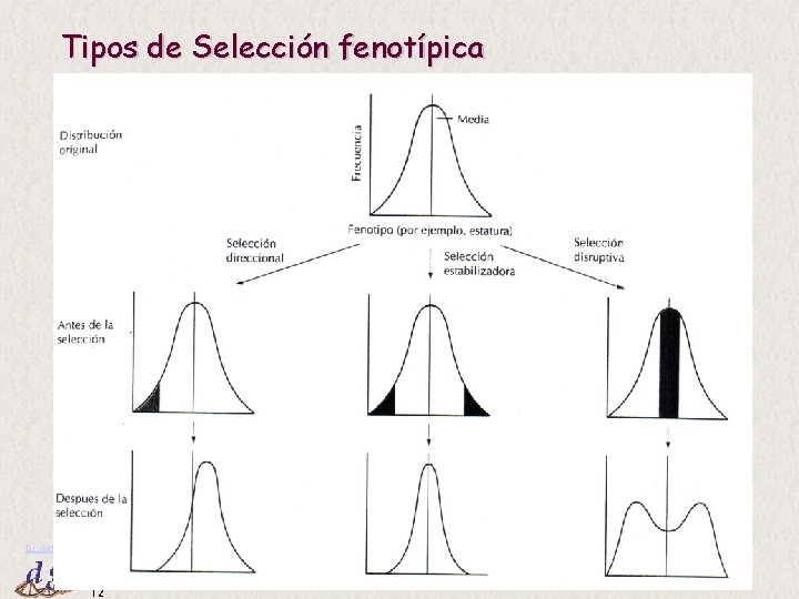 Tipos de Selección fenotípica Dr. Antonio Barbadilla 12 Tema 18: Genética Poblaciones II 12