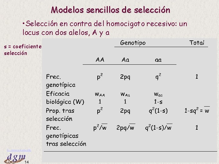 Modelos sencillos de selección • Selección en contra del homocigoto recesivo: un locus con