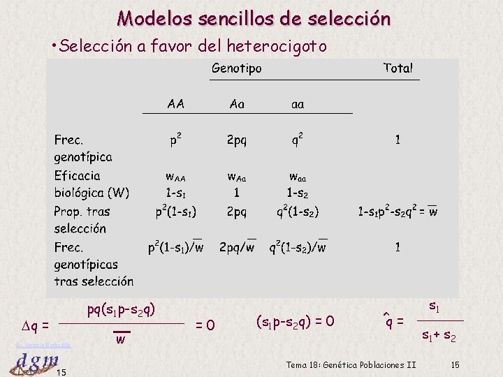 Modelos sencillos de selección • Selección a favor del heterocigoto pq(s 1 p-s 2