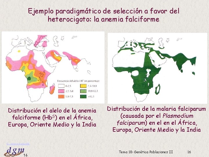 Ejemplo paradigmático de selección a favor del heterocigoto: la anemia falciforme Distribución el alelo