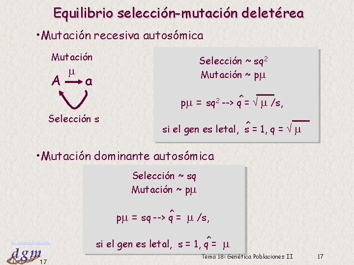 Equilibrio selección-mutación deletérea • Mutación recesiva autosómica Mutación A Selección ~ sq 2 Mutación