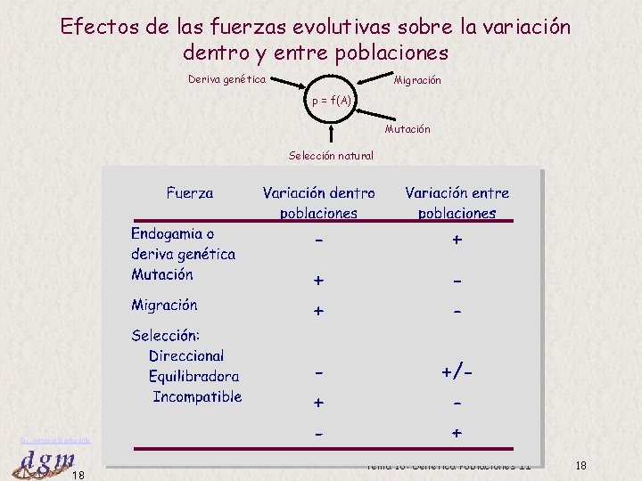 Efectos de las fuerzas evolutivas sobre la variación dentro y entre poblaciones Deriva genética
