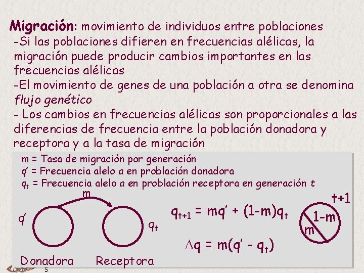Migración: movimiento de individuos entre poblaciones -Si las poblaciones difieren en frecuencias alélicas, la