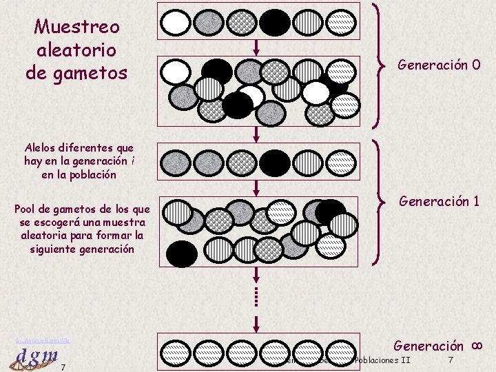 Muestreo aleatorio de gametos Generación 0 Alelos diferentes que hay en la generación i