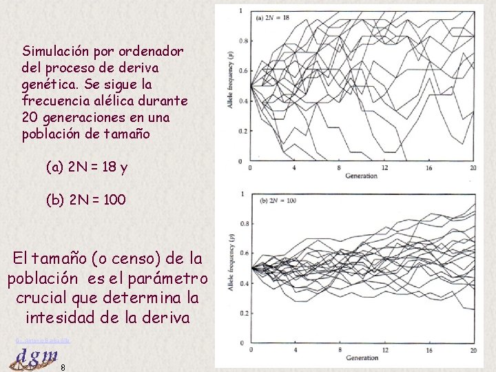 Simulación por ordenador del proceso de deriva genética. Se sigue la frecuencia alélica durante