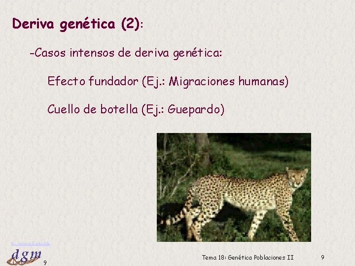 Deriva genética (2): -Casos intensos de deriva genética: Efecto fundador (Ej. : Migraciones humanas)