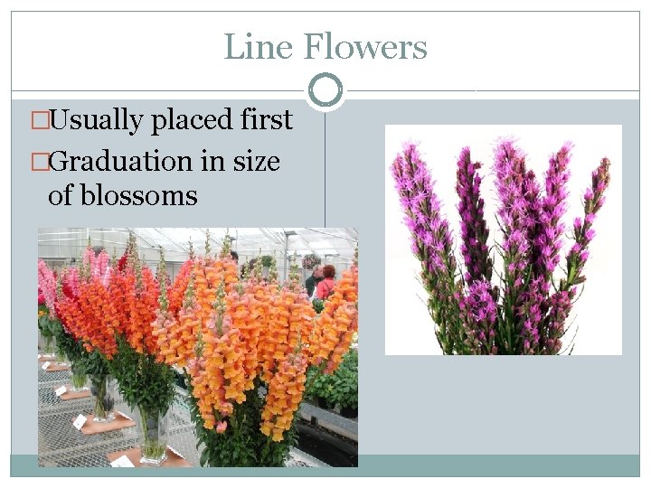 Line Flowers �Usually placed first �Graduation in size of blossoms 