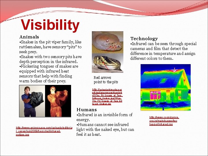 Visibility Animals • Snakes in the pit viper family, like rattlesnakes, have sensory “pits”