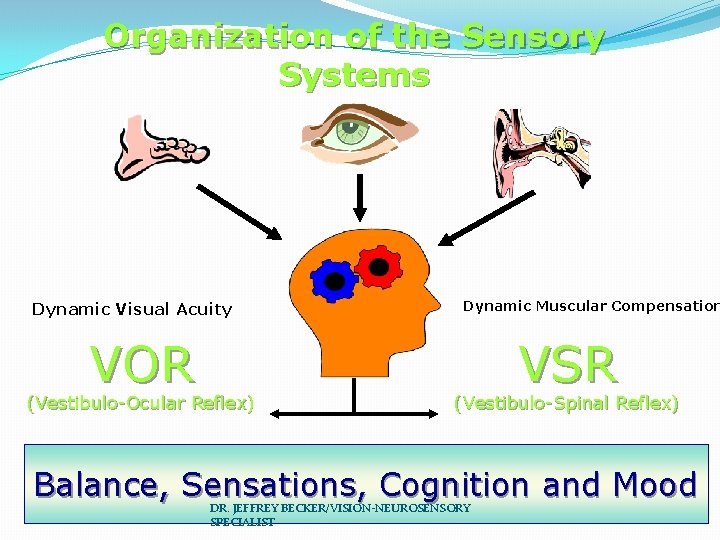Organization of the Sensory Systems Dynamic Visual Acuity VOR (Vestibulo-Ocular Reflex) Dynamic Muscular Compensation