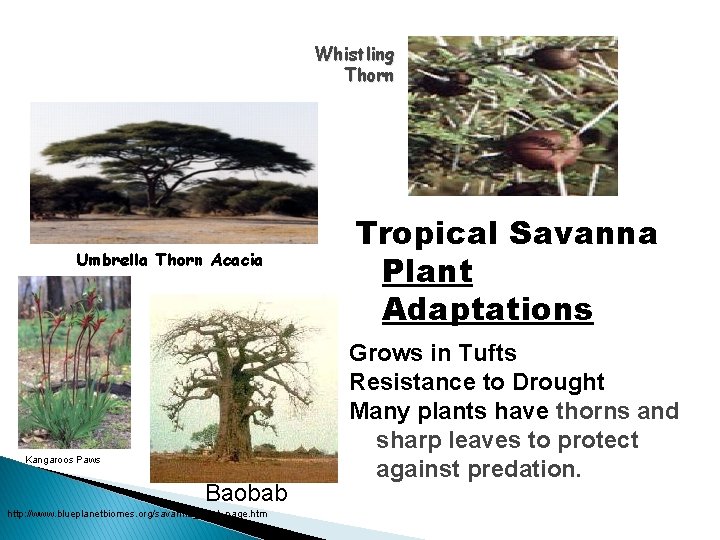 Whistling Thorn Umbrella Thorn Acacia Kangaroos Paws Baobab http: //www. blueplanetbiomes. org/savanna_plant_page. htm Tropical
