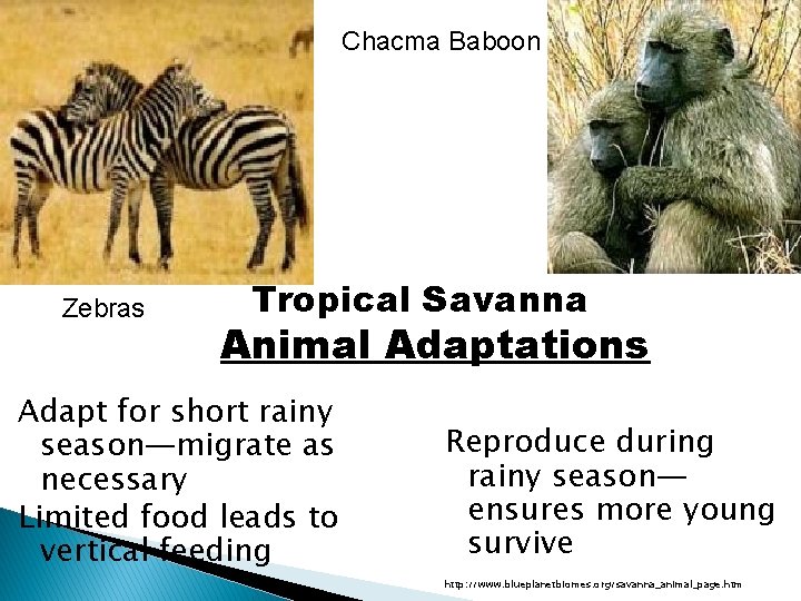 Chacma Baboon Zebras Tropical Savanna Animal Adaptations Adapt for short rainy season—migrate as necessary