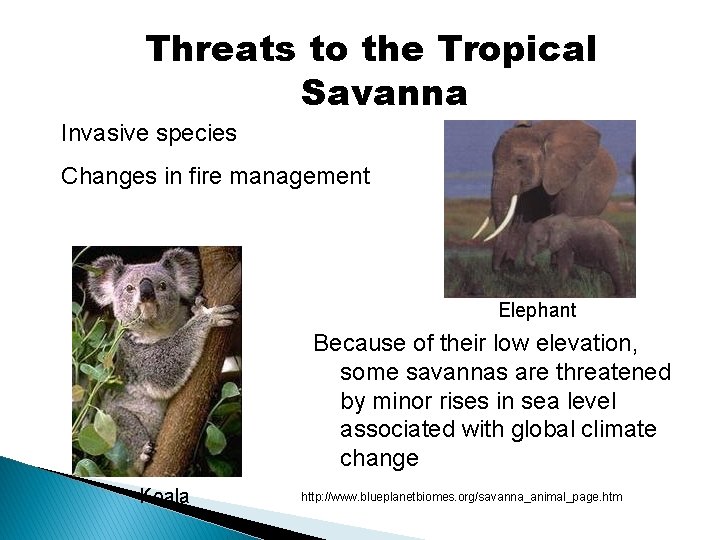 Threats to the Tropical Savanna Invasive species Changes in fire management Elephant Because of