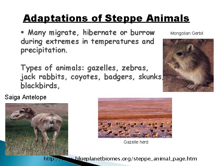 Adaptations of Steppe Animals § Many migrate, hibernate or burrow during extremes in temperatures