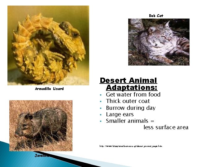 Bob Cat Armadillo Lizard Desert Animal Adaptations: § § § Get water from food