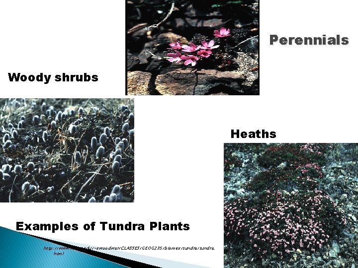 Perennials Woody shrubs Heaths Examples of Tundra Plants http: //www. runet. edu/~swoodwar/CLASSES/GEOG 235/biomes/tundra. html