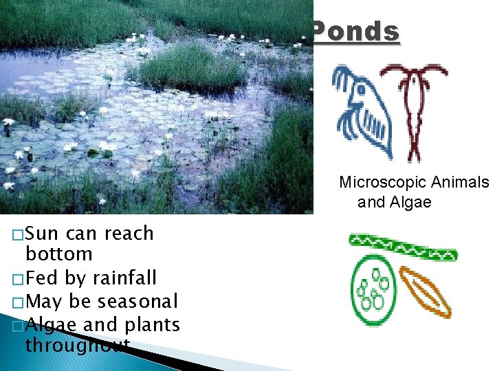 Ponds Microscopic Animals and Algae � Sun can reach bottom � Fed by rainfall