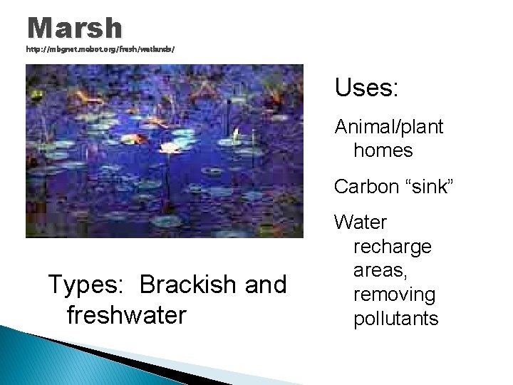 Marsh http: //mbgnet. mobot. org/fresh/wetlands/ Uses: Animal/plant homes Carbon “sink” Types: Brackish and freshwater