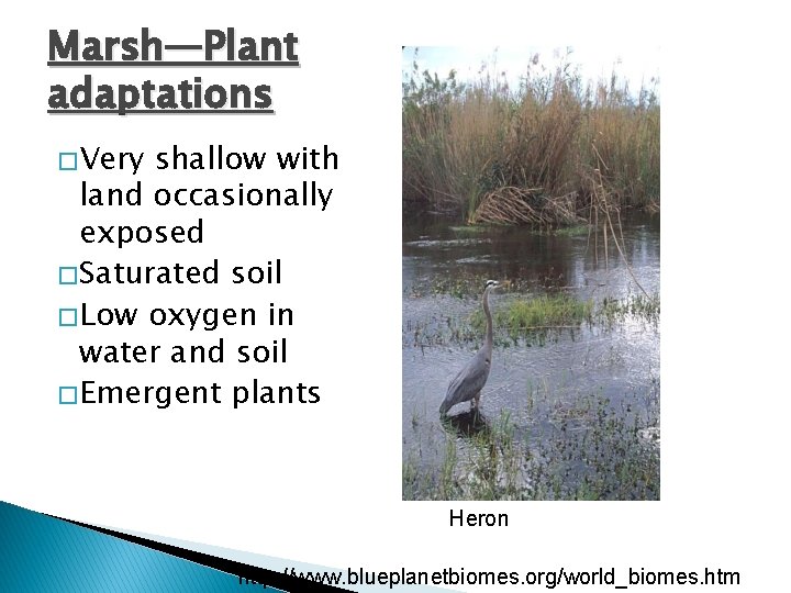 Marsh—Plant adaptations � Very shallow with land occasionally exposed � Saturated soil � Low