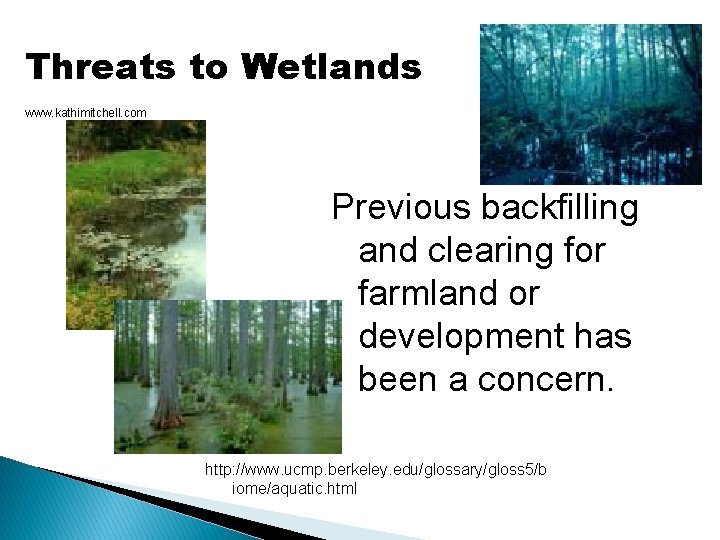 Threats to Wetlands www. kathimitchell. com Previous backfilling and clearing for farmland or development