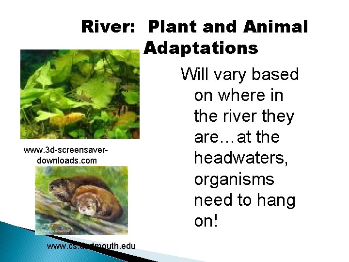 River: Plant and Animal Adaptations www. 3 d-screensaverdownloads. com www. cs. dartmouth. edu Will