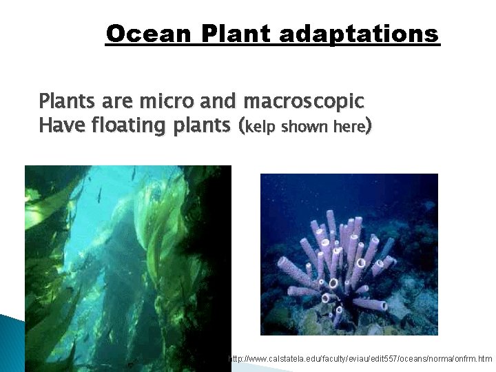 Ocean Plant adaptations Plants are micro and macroscopic Have floating plants (kelp shown here)