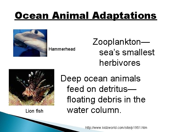 Ocean Animal Adaptations Hammerhead Lion fish Zooplankton— sea’s smallest herbivores Deep ocean animals feed