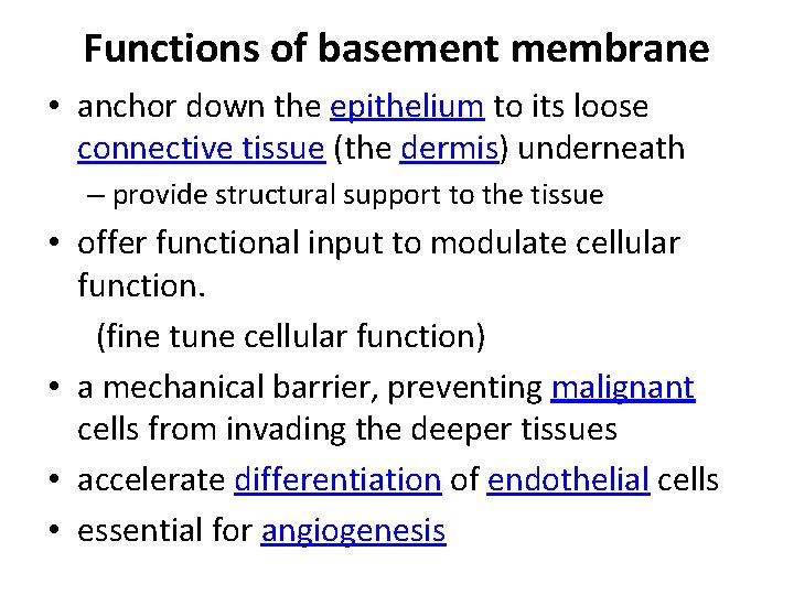 Functions of basement membrane • anchor down the epithelium to its loose connective tissue Functions of basement membrane • anchor down the epithelium to its loose connective tissue