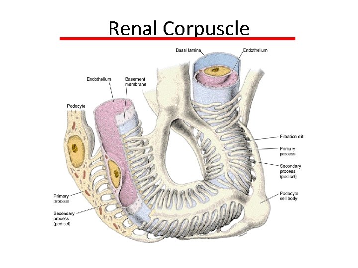 Renal Corpuscle Renal Corpuscle