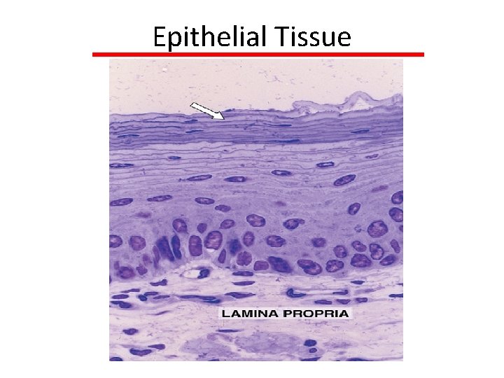 Epithelial Tissue Epithelial Tissue