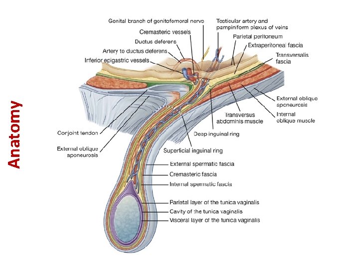 Anatomy 