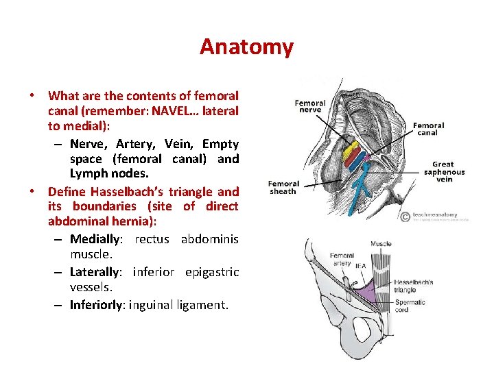 Anatomy • What are the contents of femoral canal (remember: NAVEL… lateral to medial):