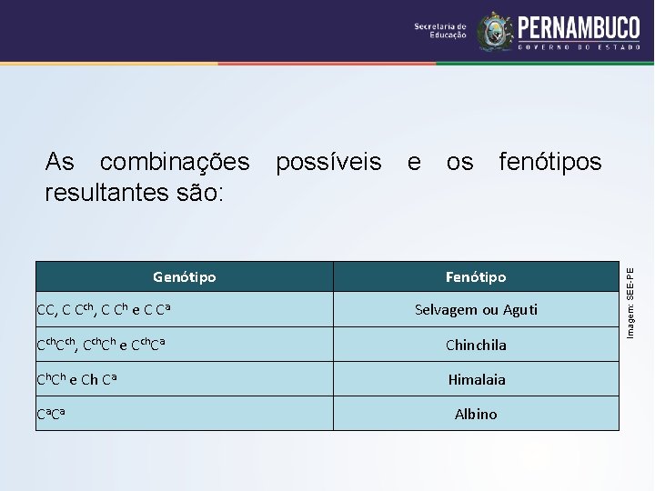 Genótipo possíveis e os fenótipos Fenótipo CC, C Cch, C Ch e C Ca