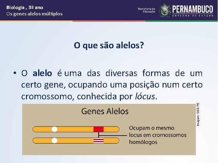 Biologia , 3ª ano Os genes alelos múltiplos O que são alelos? Imagem: SEE-PE