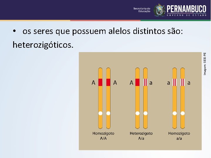 Imagem: SEE-PE • os seres que possuem alelos distintos são: heterozigóticos. 