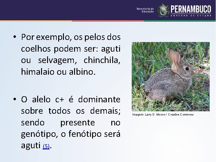  • Por exemplo, os pelos dos coelhos podem ser: aguti ou selvagem, chinchila,