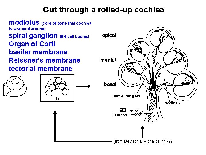 Cut through a rolled-up cochlea modiolus (core of bone that cochlea is wrapped around)