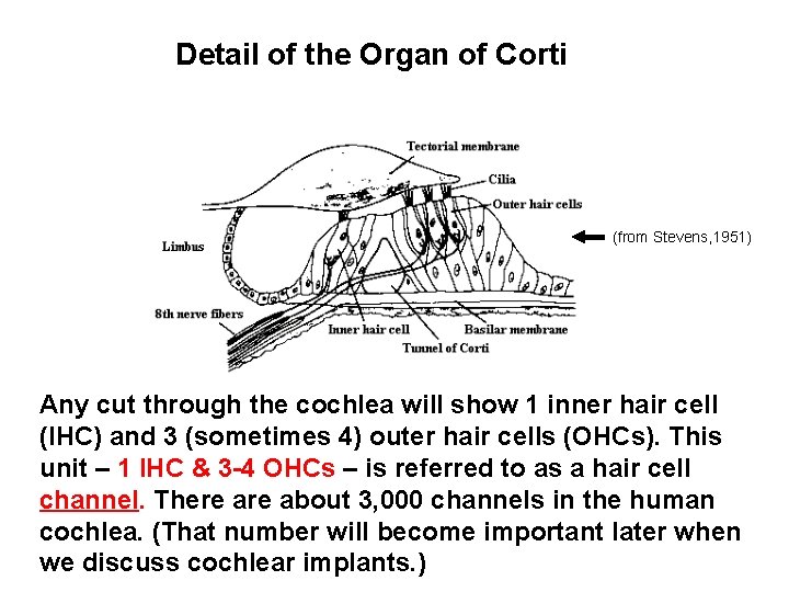 Detail of the Organ of Corti (from Stevens, 1951) Any cut through the cochlea