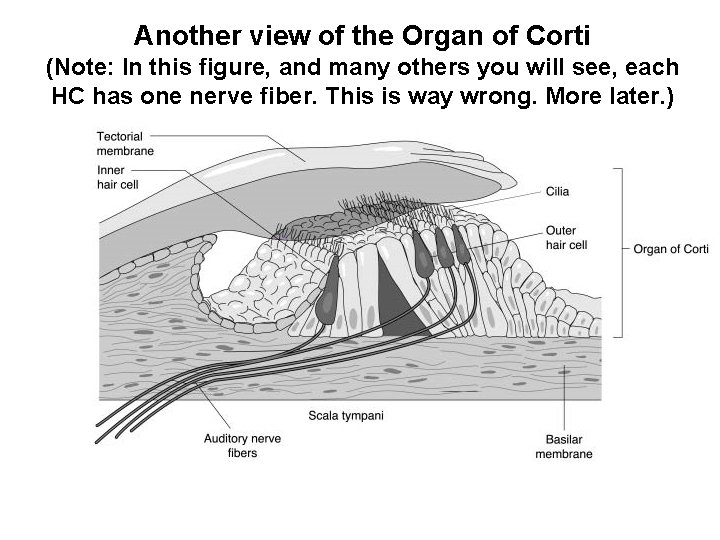 Another view of the Organ of Corti (Note: In this figure, and many others