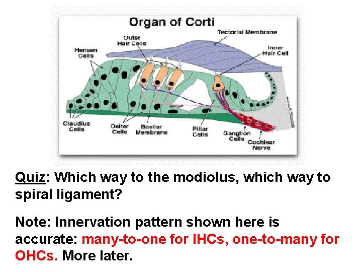 Quiz: Which way to the modiolus, which way to spiral ligament? Note: Innervation pattern
