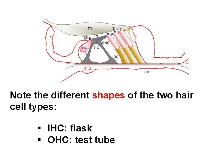 Note the different shapes of the two hair cell types: § IHC: flask §